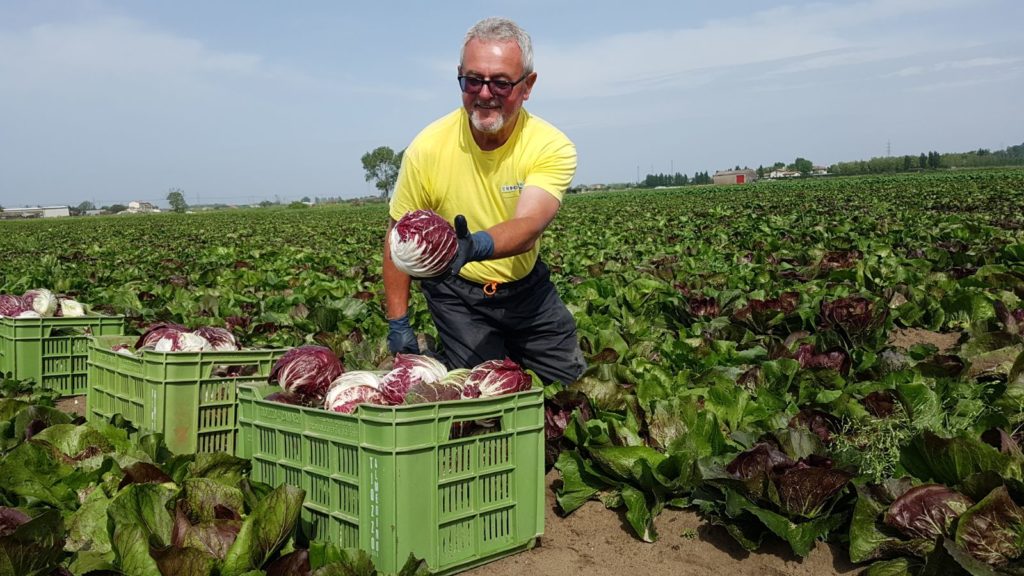 Boscolo-Radicchio in campo