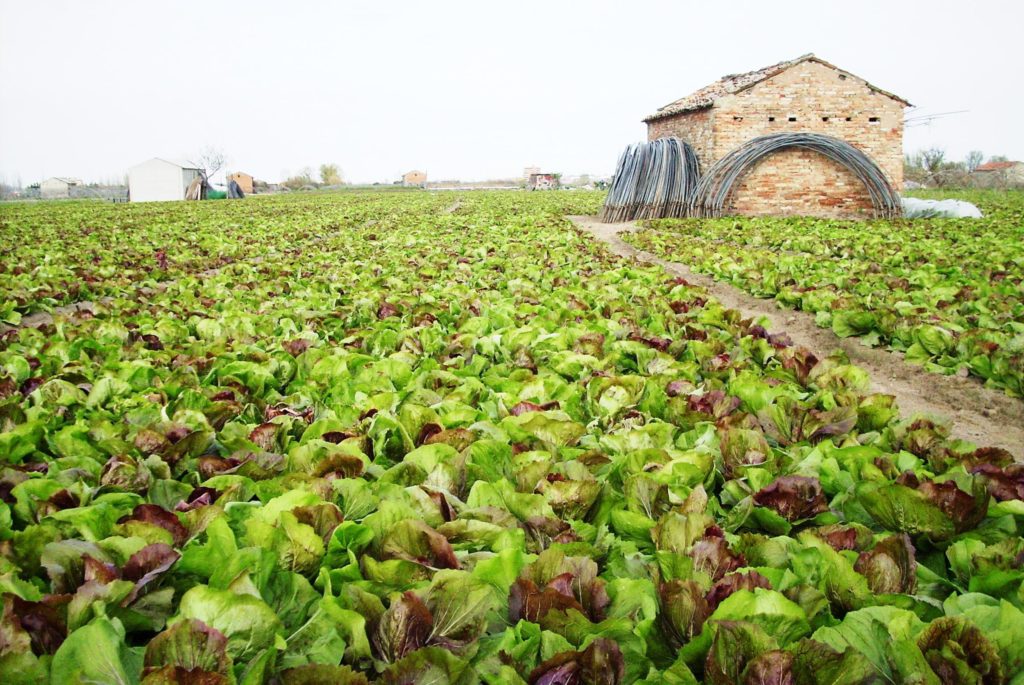 campo-radicchio