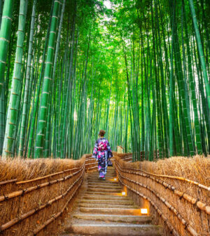 Bamboo Forest. Asian woman wearing japanese traditional kimono at Bamboo Forest in Kyoto, Japan.